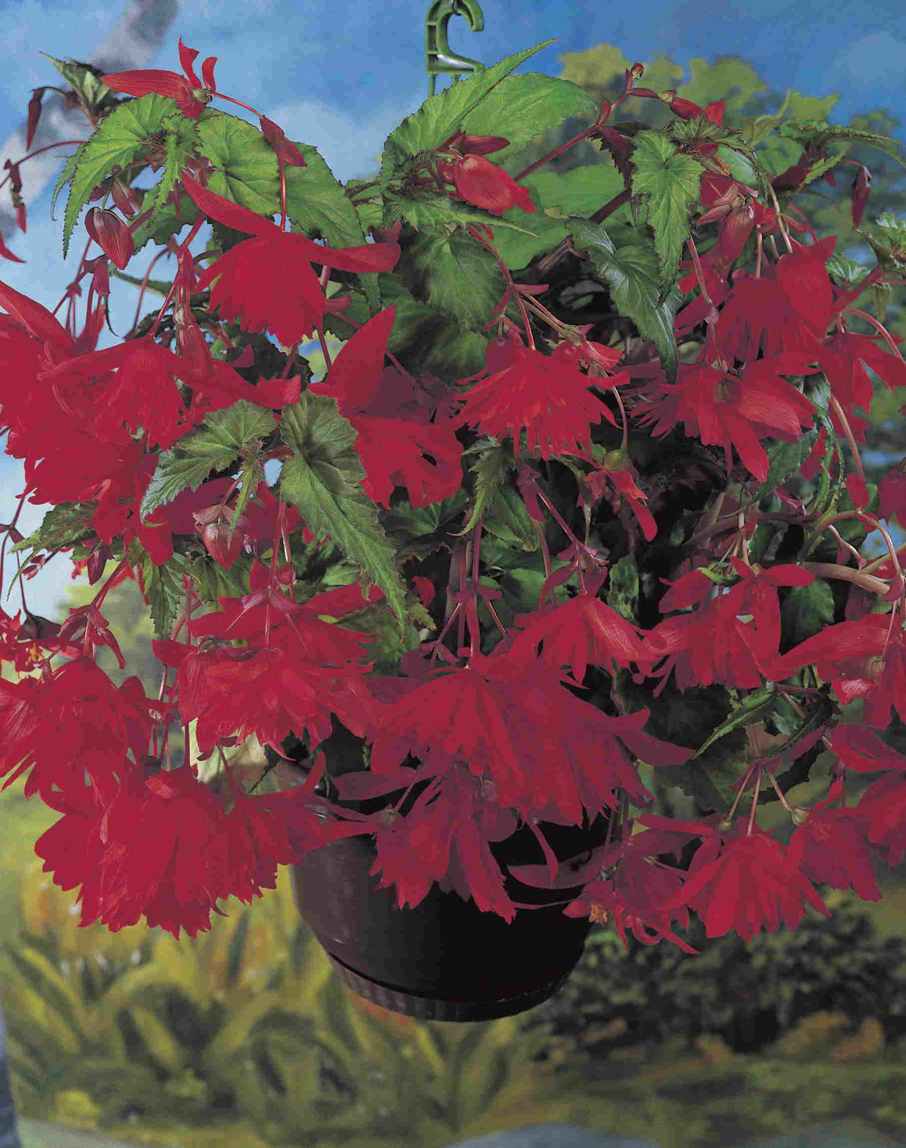 Pendula rouge